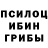 Псилоцибиновые грибы Psilocybine cubensis YURA RUSSIA